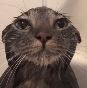 Meet your Posher, Landry